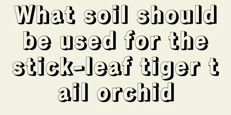 What soil should be used for the stick-leaf tiger tail orchid