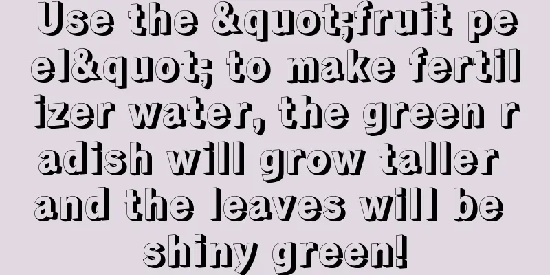 Use the "fruit peel" to make fertilizer water, the green radish will grow taller and the leaves will be shiny green!