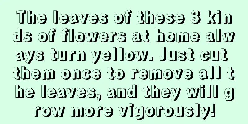 The leaves of these 3 kinds of flowers at home always turn yellow. Just cut them once to remove all the leaves, and they will grow more vigorously!