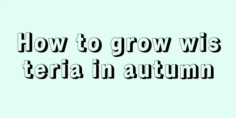 How to grow wisteria in autumn