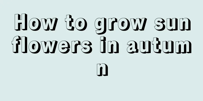 How to grow sunflowers in autumn