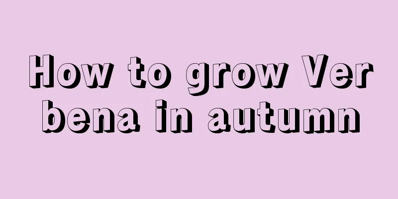 How to grow Verbena in autumn