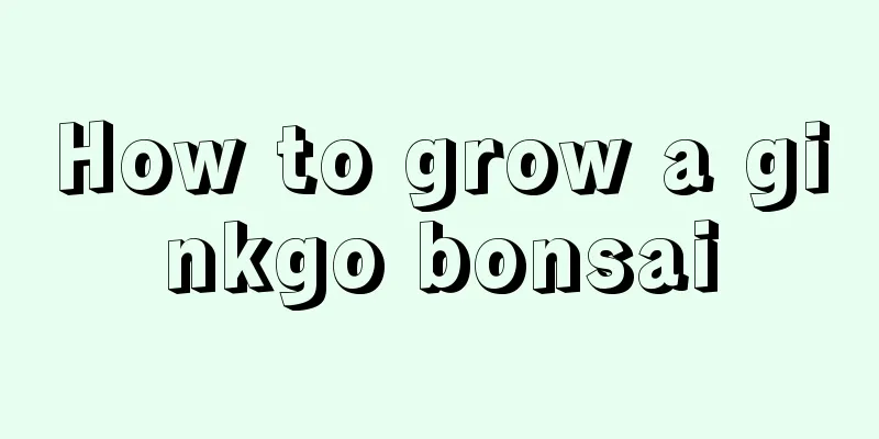 How to grow a ginkgo bonsai