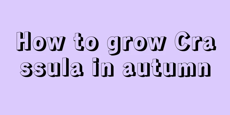 How to grow Crassula in autumn