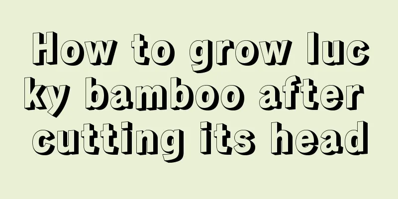 How to grow lucky bamboo after cutting its head