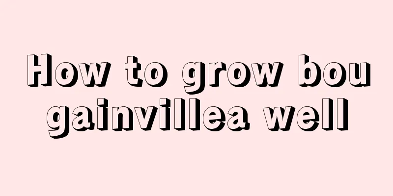 How to grow bougainvillea well