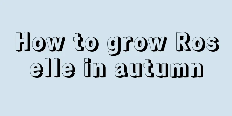 How to grow Roselle in autumn