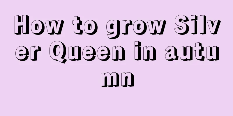 How to grow Silver Queen in autumn