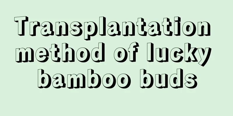 Transplantation method of lucky bamboo buds