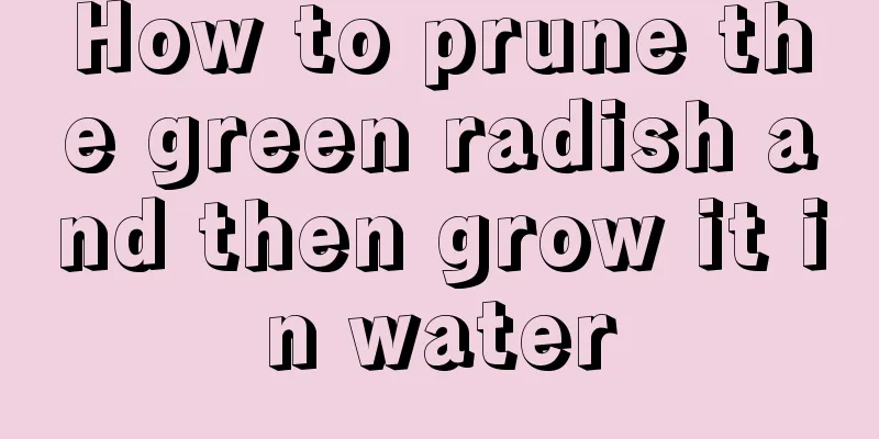 How to prune the green radish and then grow it in water