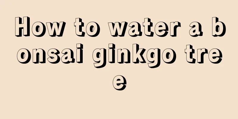 How to water a bonsai ginkgo tree