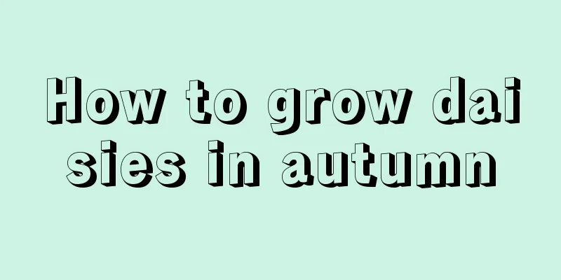 How to grow daisies in autumn