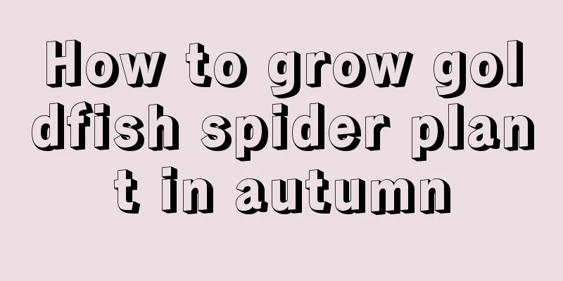 How to grow goldfish spider plant in autumn