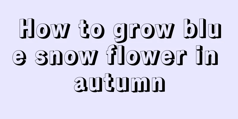 How to grow blue snow flower in autumn