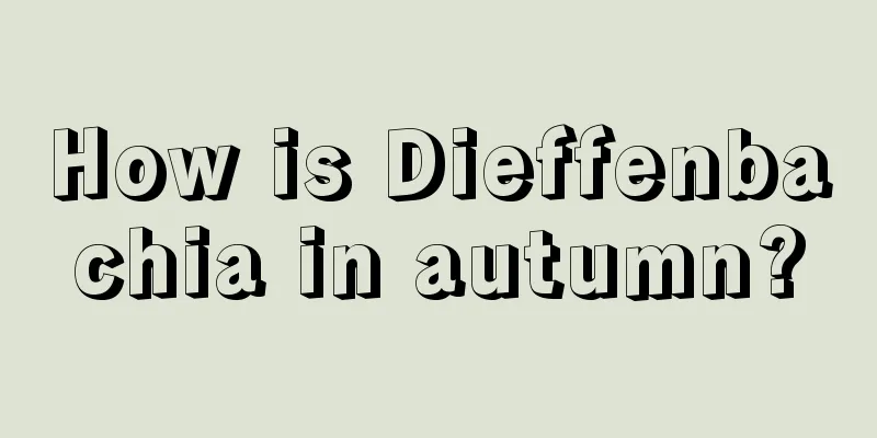 How is Dieffenbachia in autumn?