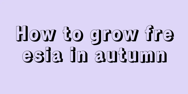 How to grow freesia in autumn