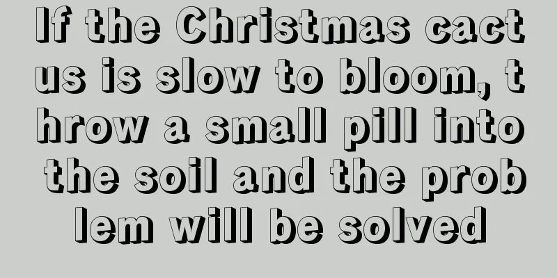 If the Christmas cactus is slow to bloom, throw a small pill into the soil and the problem will be solved