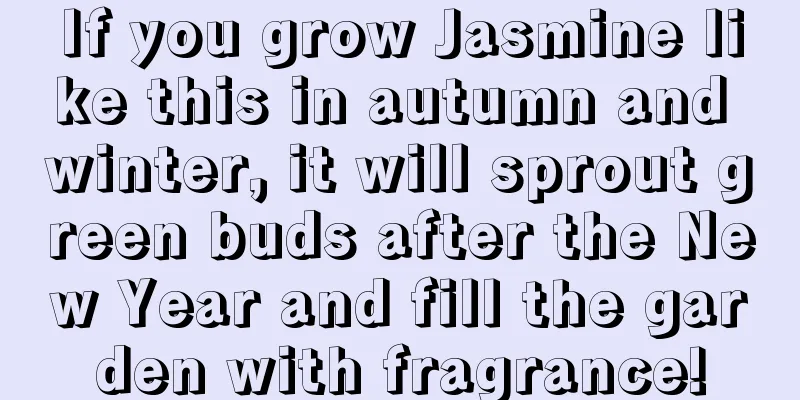 If you grow Jasmine like this in autumn and winter, it will sprout green buds after the New Year and fill the garden with fragrance!