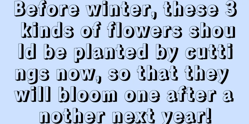 Before winter, these 3 kinds of flowers should be planted by cuttings now, so that they will bloom one after another next year!