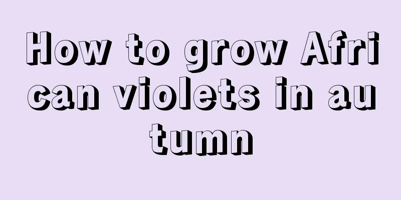 How to grow African violets in autumn