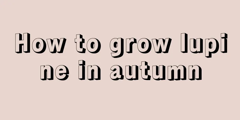 How to grow lupine in autumn