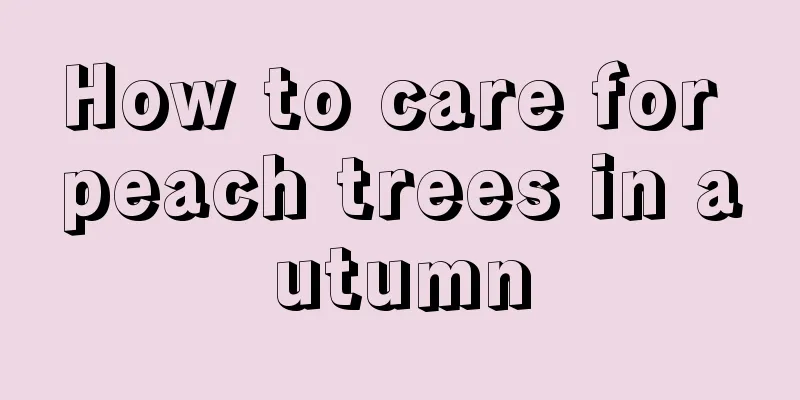 How to care for peach trees in autumn