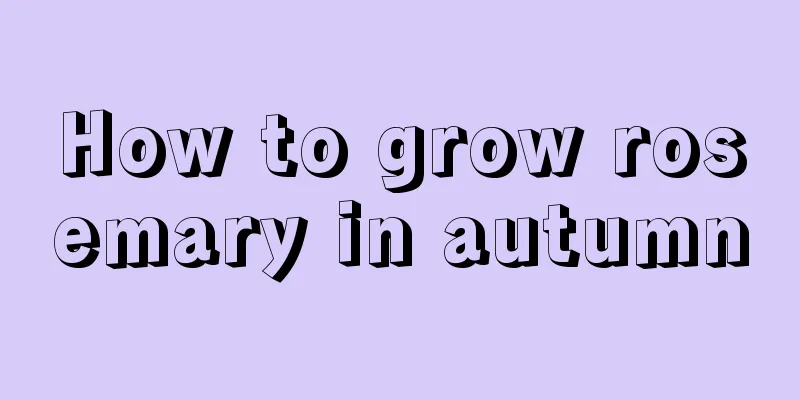 How to grow rosemary in autumn