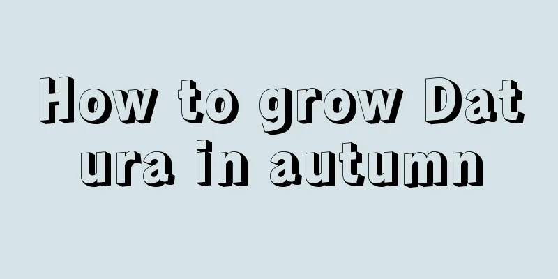 How to grow Datura in autumn