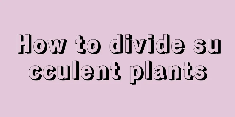 How to divide succulent plants