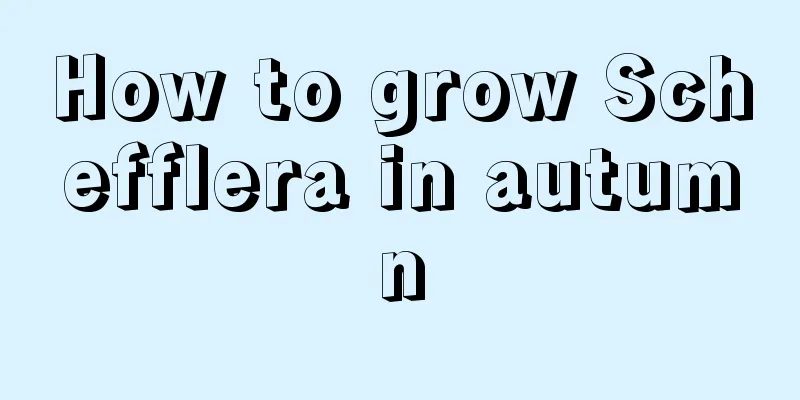 How to grow Schefflera in autumn