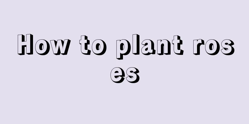 How to plant roses