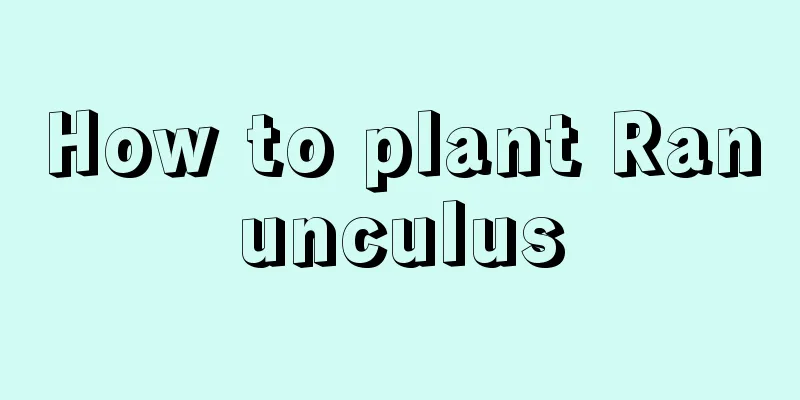 How to plant Ranunculus