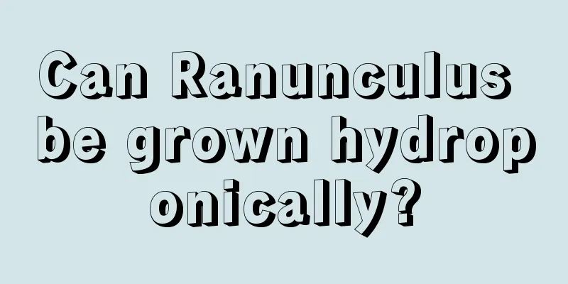 Can Ranunculus be grown hydroponically?