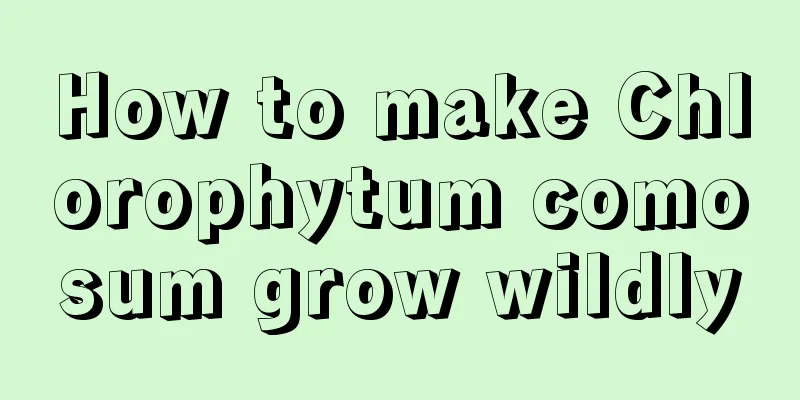 How to make Chlorophytum comosum grow wildly