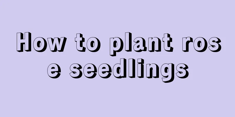 How to plant rose seedlings