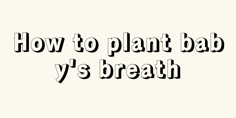 How to plant baby's breath