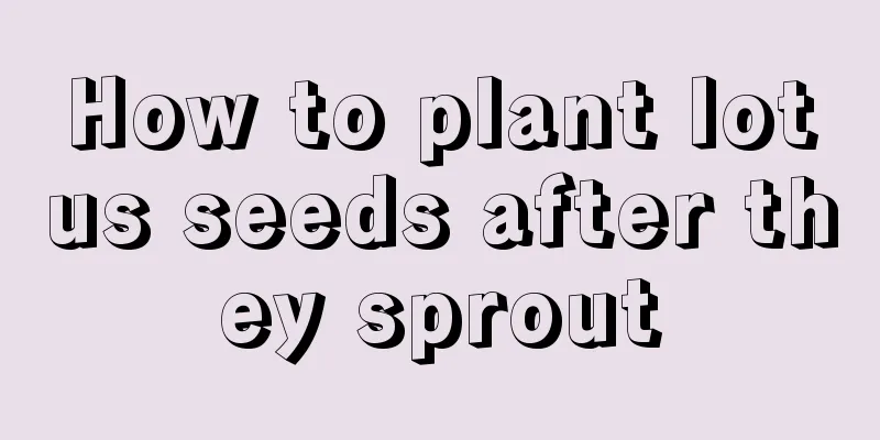 How to plant lotus seeds after they sprout