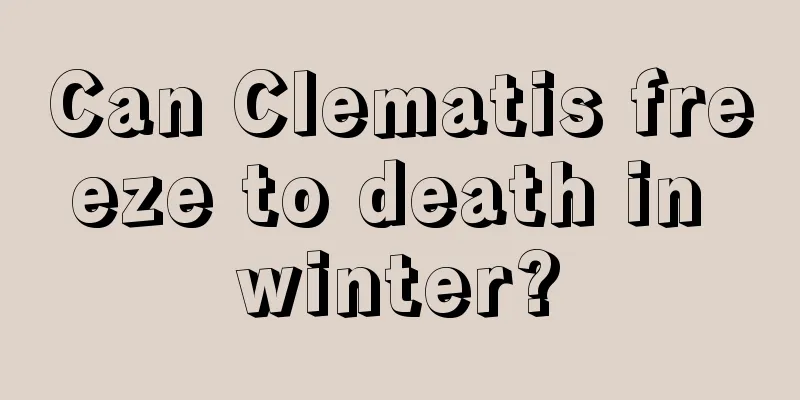 Can Clematis freeze to death in winter?