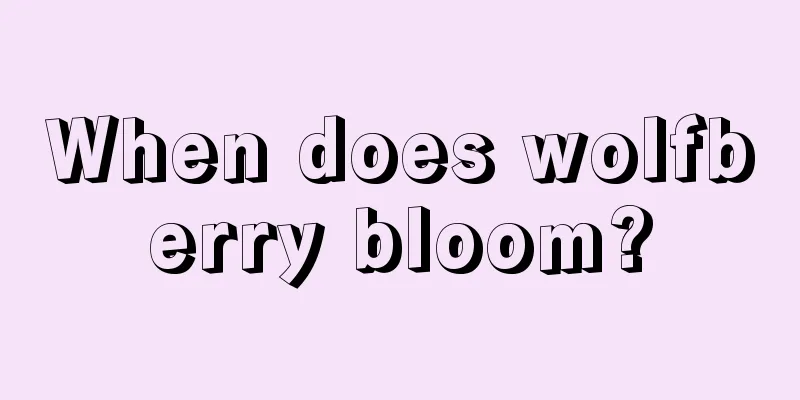 When does wolfberry bloom?