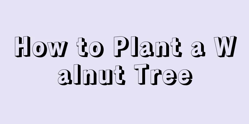 How to Plant a Walnut Tree