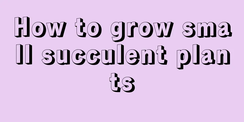 How to grow small succulent plants