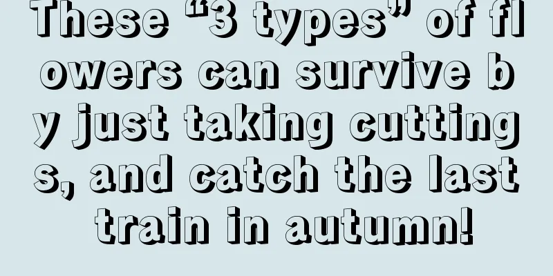 These “3 types” of flowers can survive by just taking cuttings, and catch the last train in autumn!