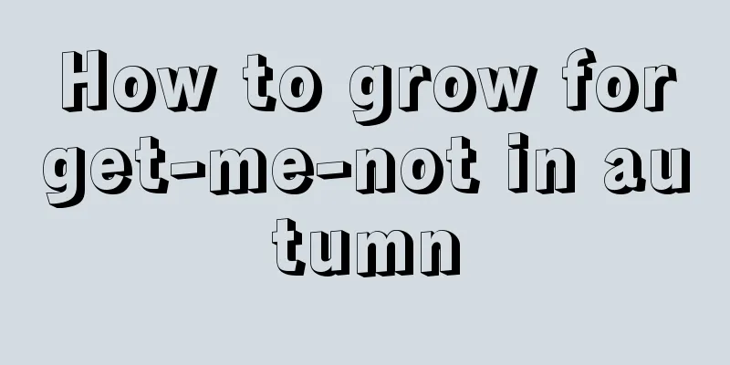 How to grow forget-me-not in autumn