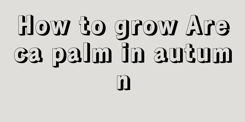 How to grow Areca palm in autumn