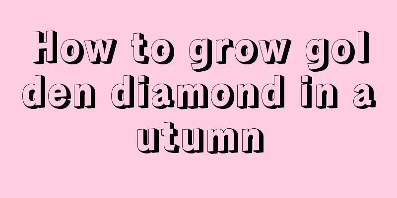 How to grow golden diamond in autumn