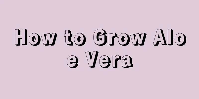 How to Grow Aloe Vera