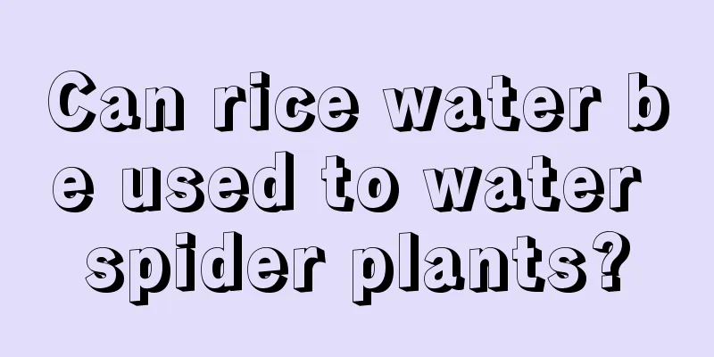 Can rice water be used to water spider plants?