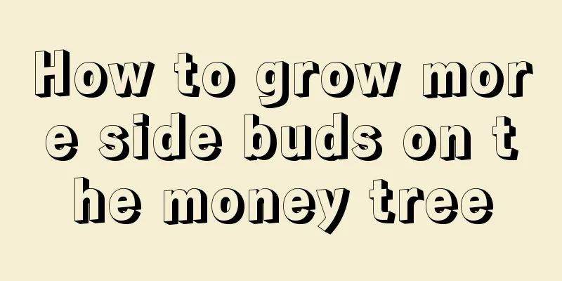 How to grow more side buds on the money tree