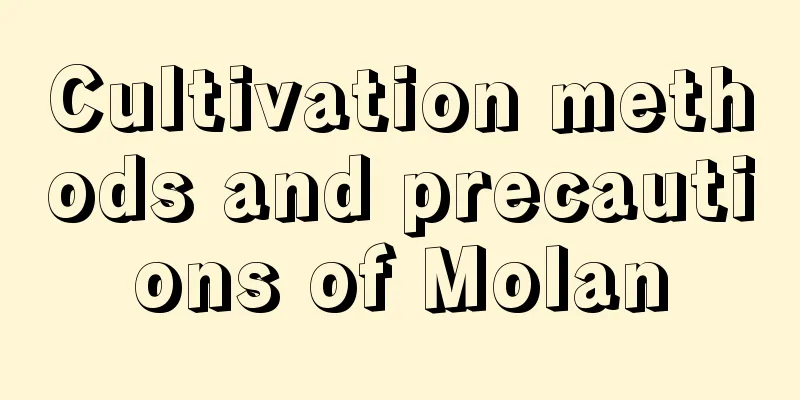 Cultivation methods and precautions of Molan