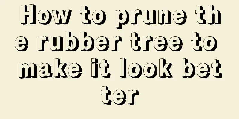 How to prune the rubber tree to make it look better